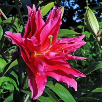  Лилия махровая восточная Roselily Elena (Розели Елена)