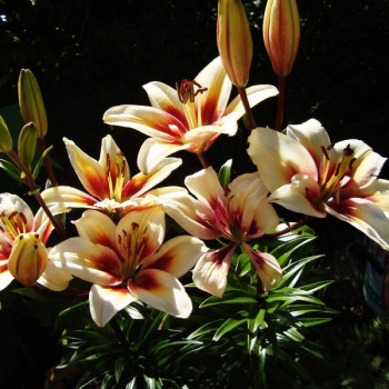 Лилия биколор азиатская Tinos (Тинос)