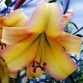  Лилия ОТ гибрид Rising Moon (Райзинг Мун)