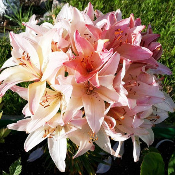  Лилия биколор азиатская Marlenе (Марлен)