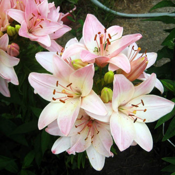  Лилия биколор азиатская Marlenе (Марлен)