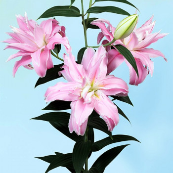  Лилия восточная Curiosity (Кьюриосити)