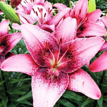  Лилия азиатская Purple Dream (Пурпл Дрим)