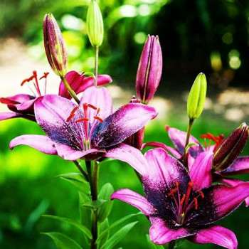  Лилия азиатская Purple Dream (Пурпл Дрим)