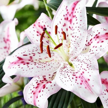  Лилия восточная Madelaine (Маделейн)