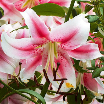  Лилия ОТ гибрид Anastasia (Анастасия)