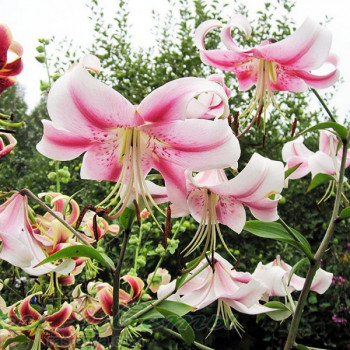  Лилия ОТ гибрид Anastasia (Анастасия)