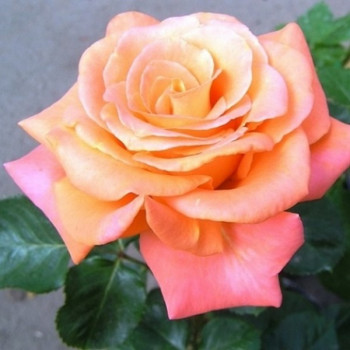 Саженцы Роза чайно-гибридная Экзотика