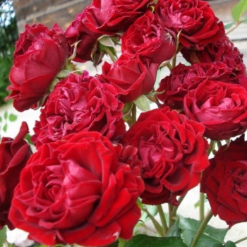 Саженцы Роза флорибунда Лаваглут