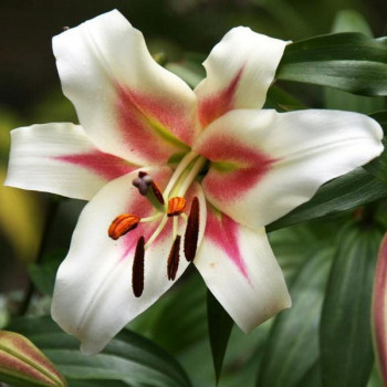  Лилия Bonbini (Бонбини)