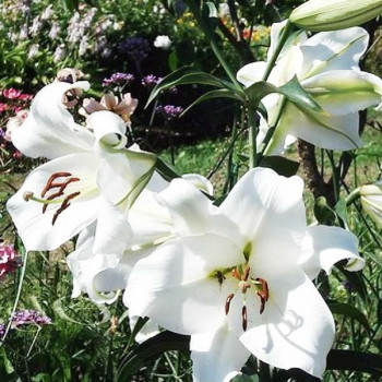  Лилия LOO гибрид Bright Brilliant (Брайт Бриллиант)