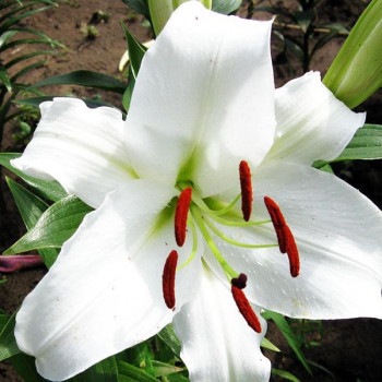  Лилия LOO гибрид Bright Brilliant (Брайт Бриллиант)