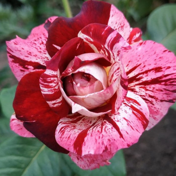Саженцы Роза чайно-гибридная Папагено