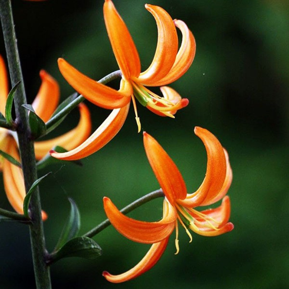 Лилия оранж мармелад фото