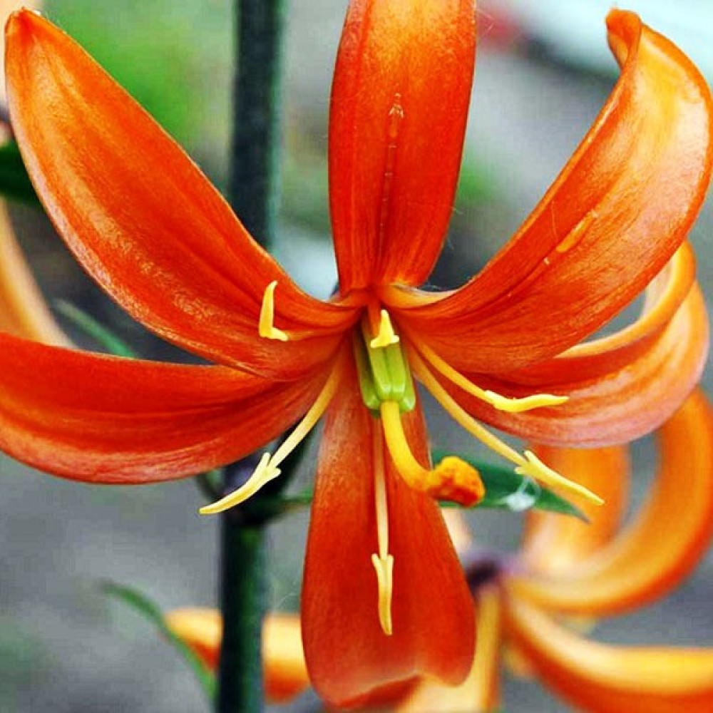 Лилия оранж мармелад фото