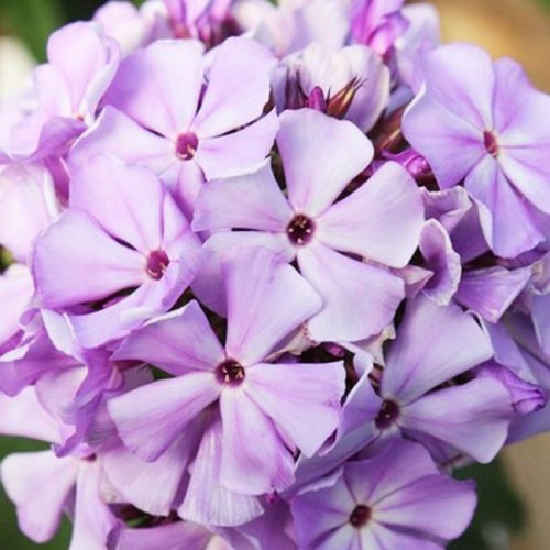 Саженцы Флокс Flame Lilac (Флейм Лилак)