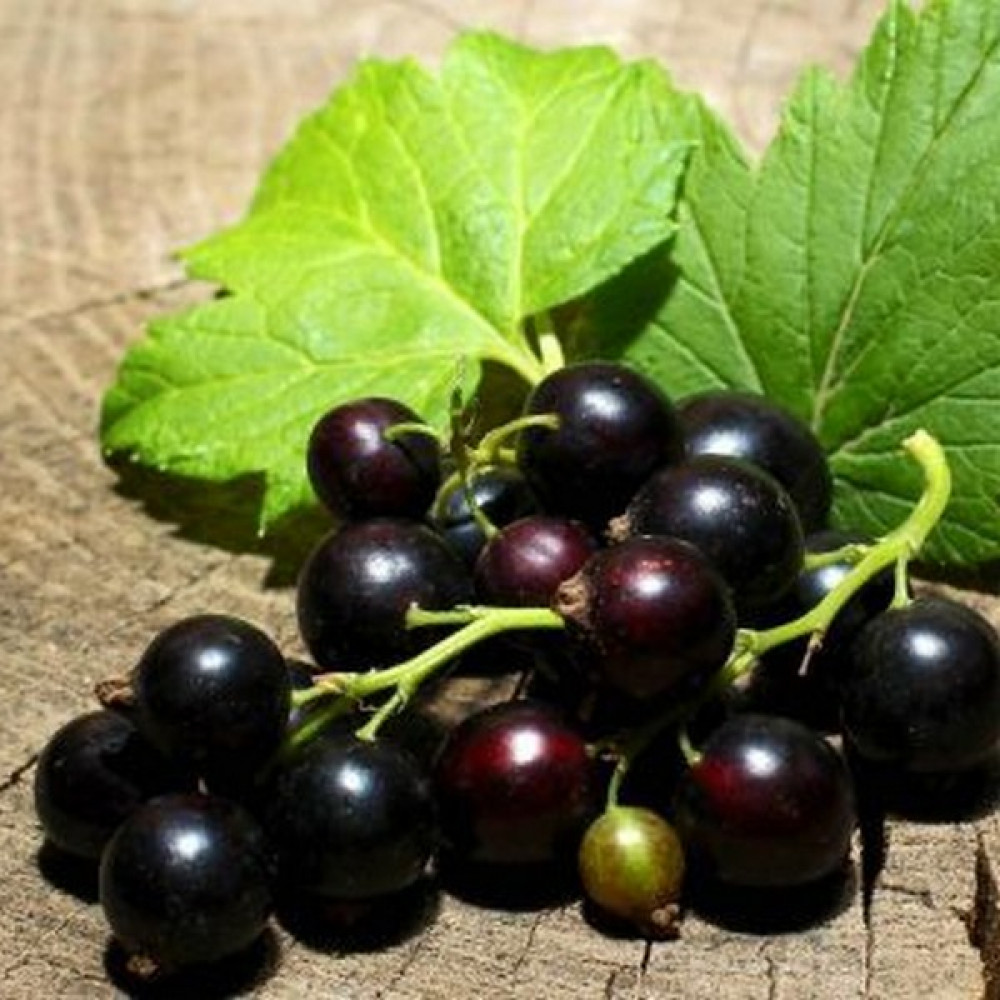 Смородина черная ядреная фото. Blackcurrant grape. Смородина ядреная. Черная смородина обои. Shift grape Blackcurrant.