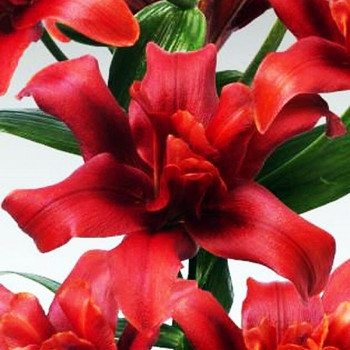  Лилия азиатская Bаld Eagle (Болд Игл)