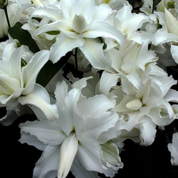  Лилия махровая восточная My Wedding (Май Веддинг)