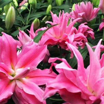  Лилия восточная Kadango (Каданго)