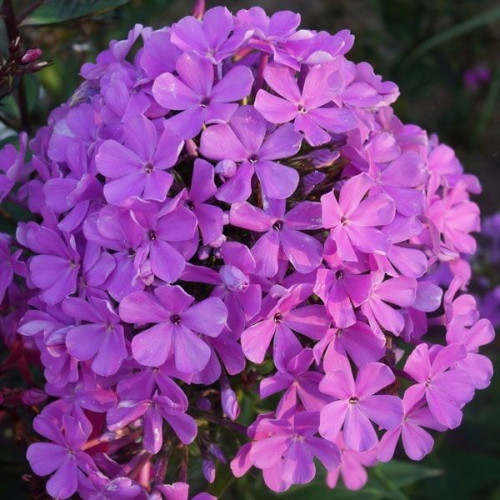 Саженцы Флокс Luc's Lilac (Люкс Лайлек)