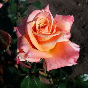 Саженцы Роза чайно-гибридная Карамба