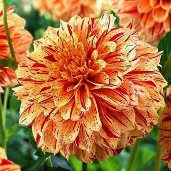 Саженцы Георгина декоративная Gloriosa (Глориоза)