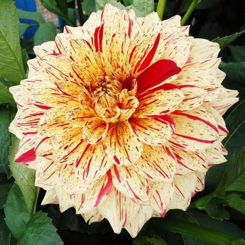 Саженцы Георгина декоративная Gloriosa (Глориоза)