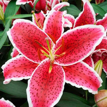  Лилия восточная Red Eyes (Ред Айз)
