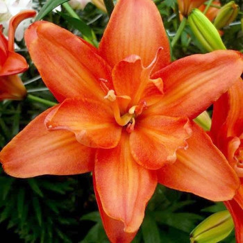  Лилия азиатская Ceb Latte (Кеб Латте)