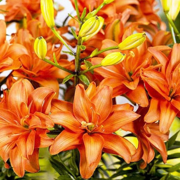  Лилия азиатская Ceb Latte (Кеб Латте)