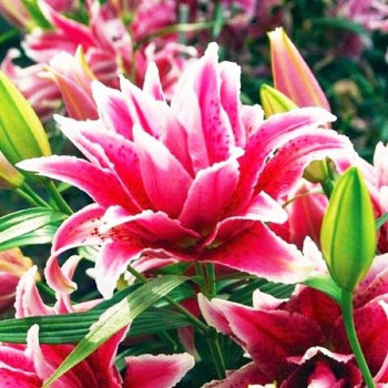  Лилия восточная RoseLily Lorena (Розели Лорена)