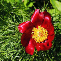 Саженцы Пион Tenuifolia (Тенуфолия)