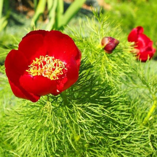 Саженцы Пион Tenuifolia (Тенуфолия)