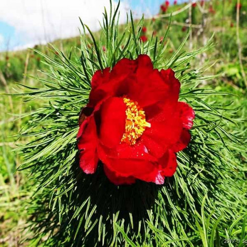 Саженцы Пион Tenuifolia (Тенуфолия)