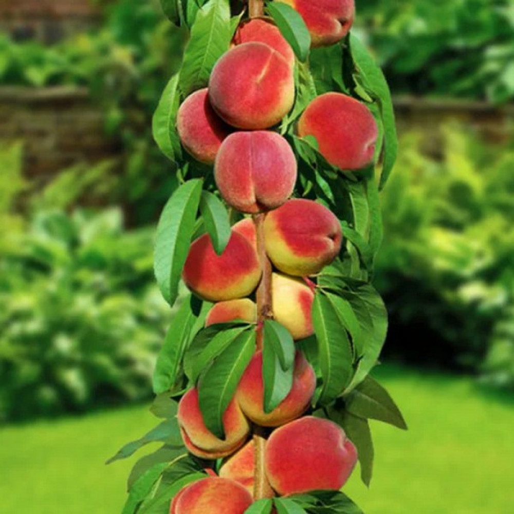 Персик колоновидный тотем