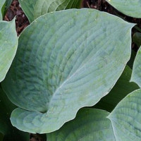 Саженцы Хоста Bressingham Blue (Брессингам Блю) L