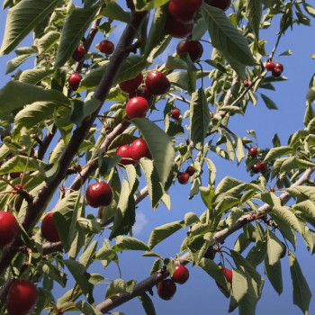 Саженцы Черешня Биг Стар