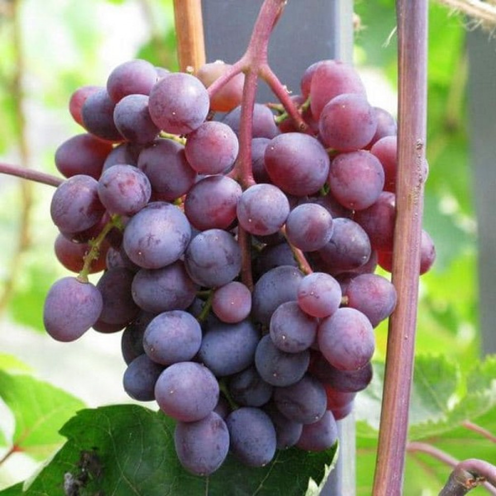 Саженцы винограда кишмиш