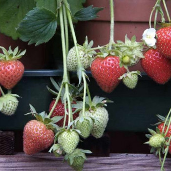 Клубника  Кристина  (упаковка 5 шт.)