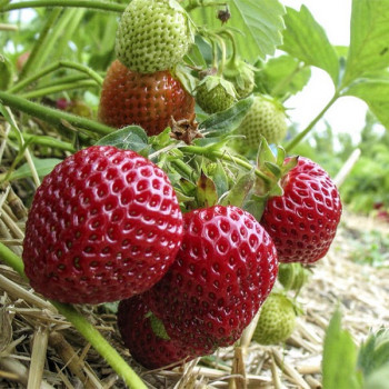 Клубника  Зенга Зенгана  (упаковка 5 шт.)