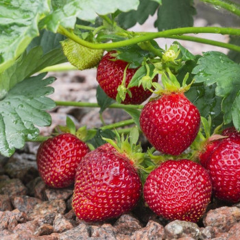 Клубника  Сибилла  (упаковка 5 шт.)