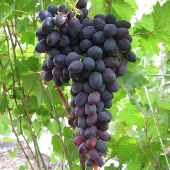 Саженцы Виноград Атаман