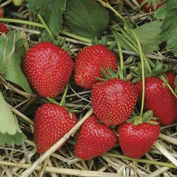 Клубника  Кристина  (упаковка 5 шт.)